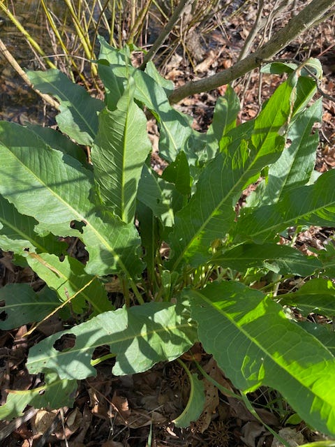 yellow dock, Rumex crispus