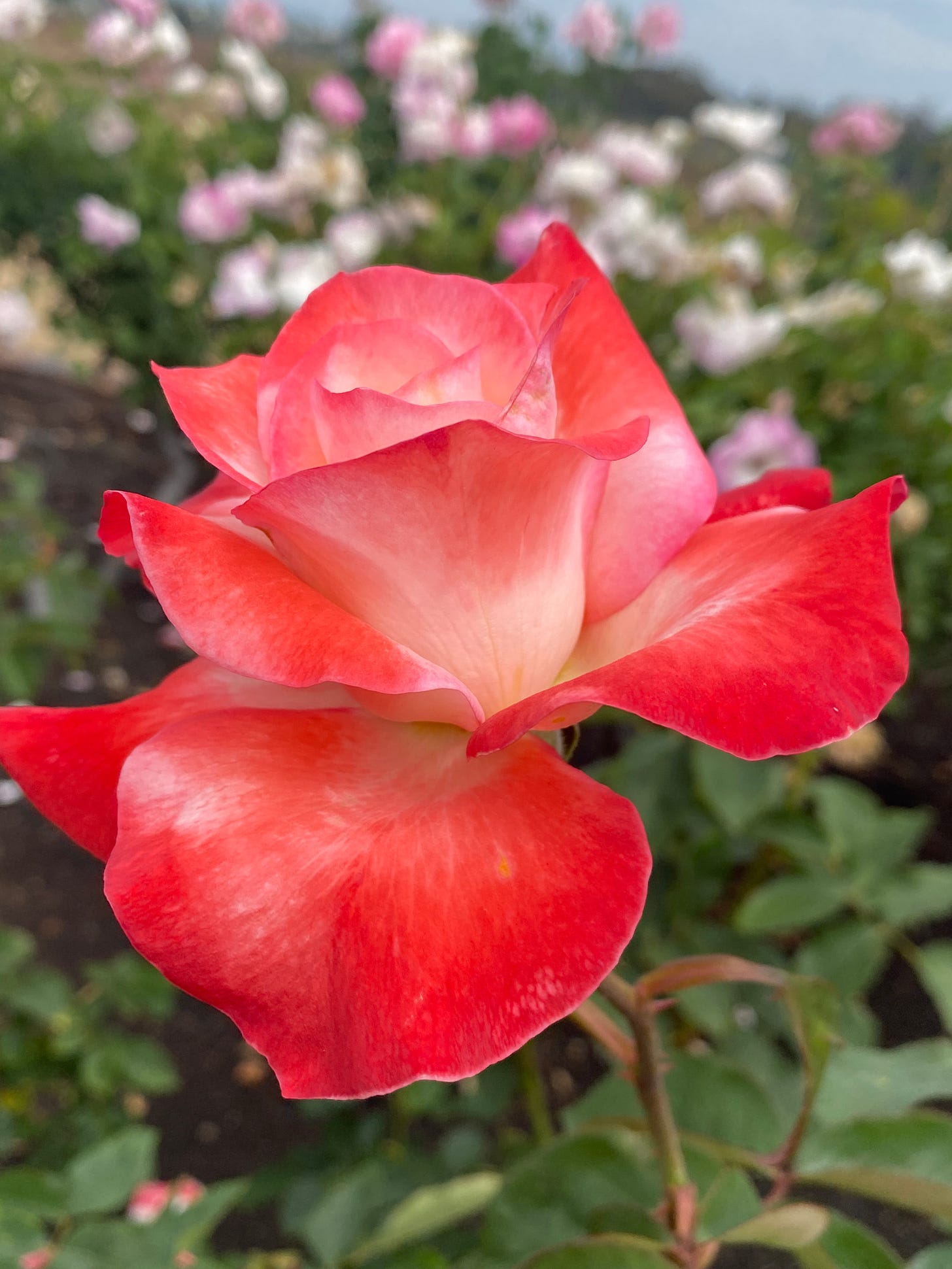 a red rose