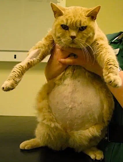 Image from http://www.downsvetreferrals.co.uk/ Image from http://www.downsvetreferrals.co.uk/