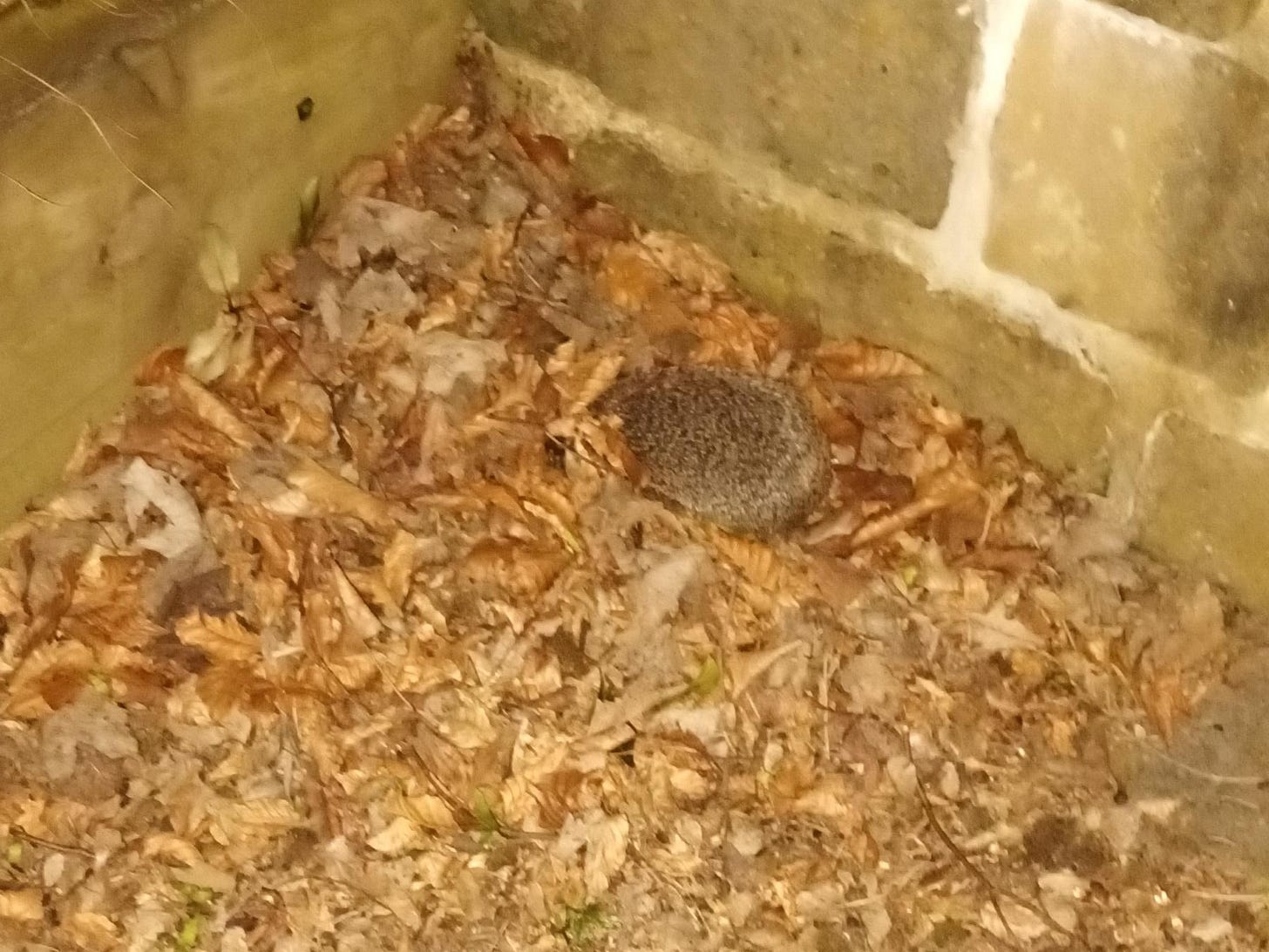 A hedgehog in a pile of dried leaves