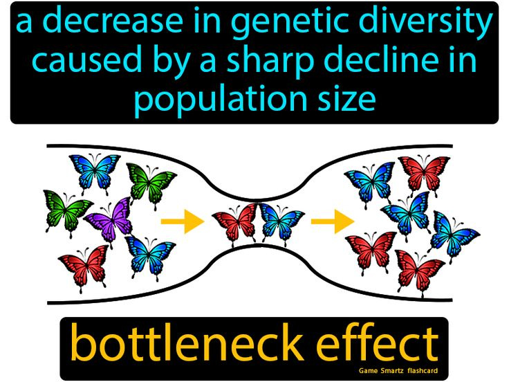 Bottleneck Effect - Easy Science Bottleneck Effect - Easy Science