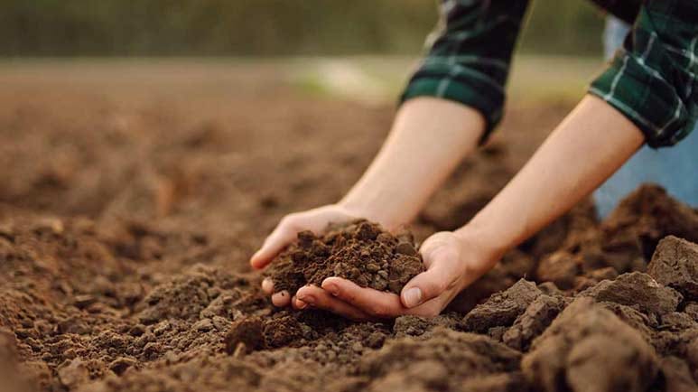 biostimulants vs fertilizers