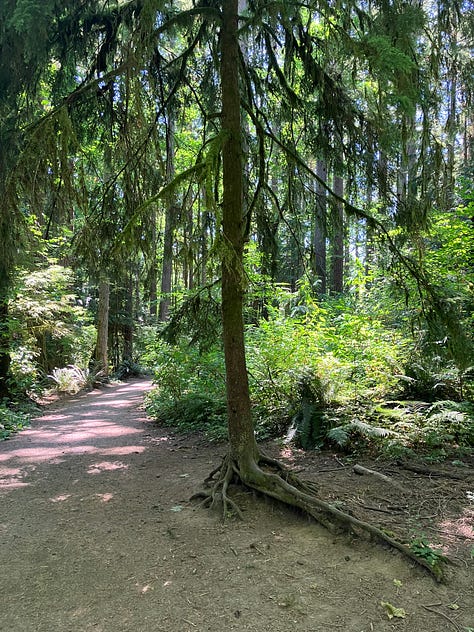 Trees and forests in Oregon