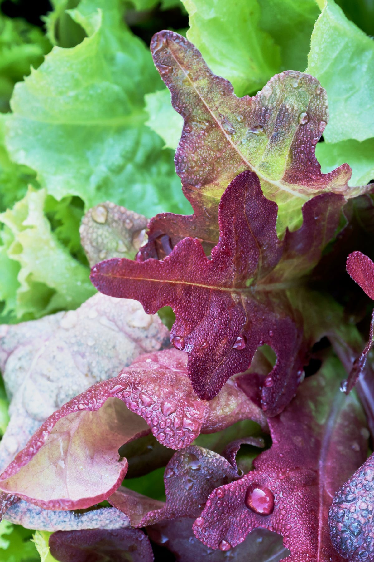 lettuce and escarole seedlings