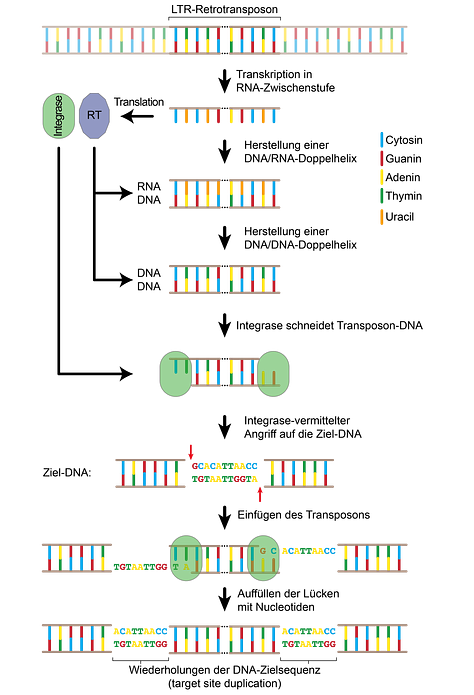 Die Mechanismen, mit denen sich Transposons im Genom bewegen