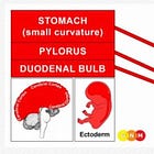 the gut - territorial anger + identity conflicts 