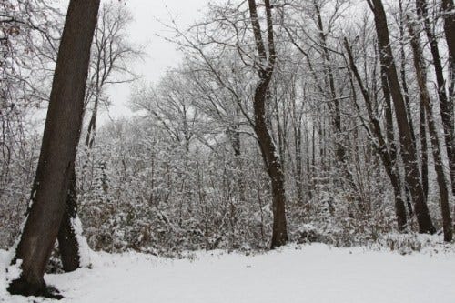 winter-woods-1418741454w4l winter-woods-1418741454w4l