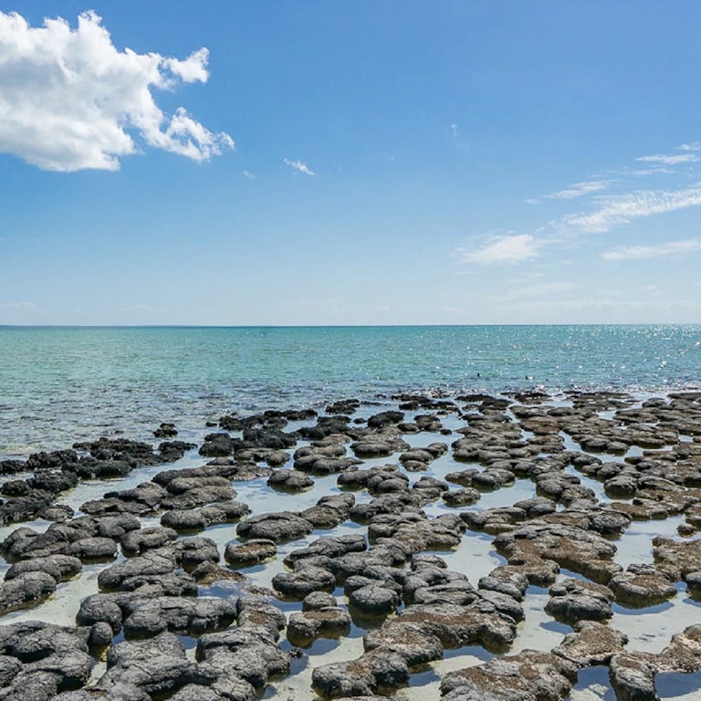 Hamelin Pool Stromatolites | Australia's Coral Coast