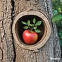 Apple Seeds's avatar