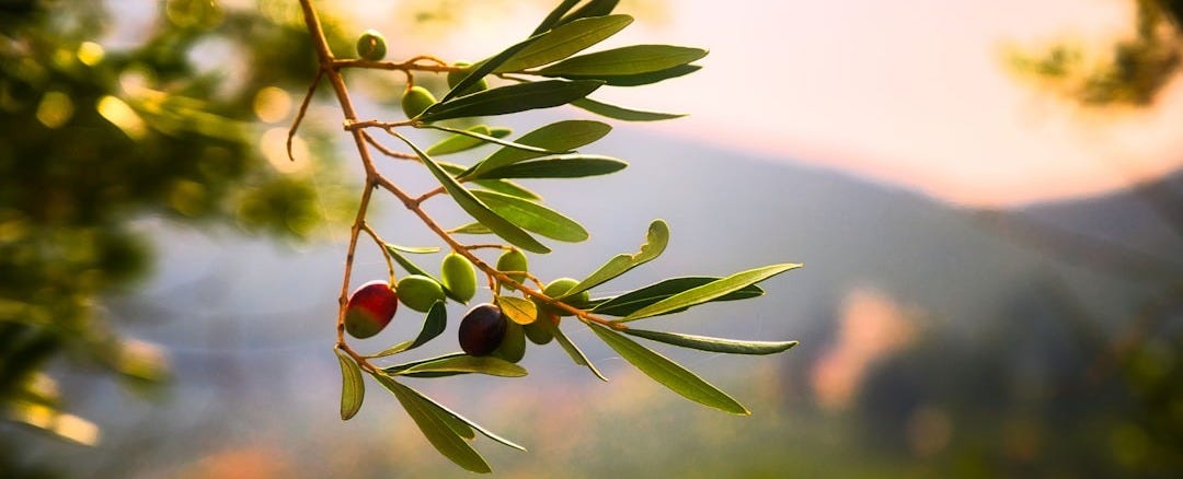 green plant with red round fruits green plant with red round fruits