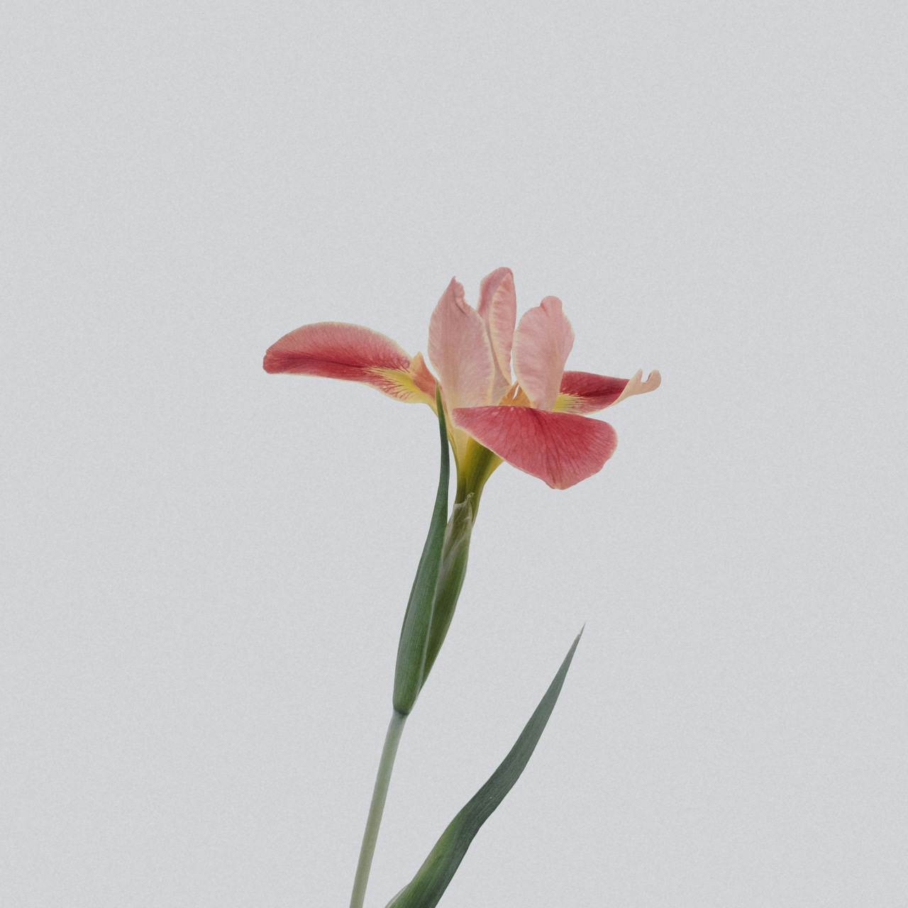 Pressed Pieces by DiAnn Brown