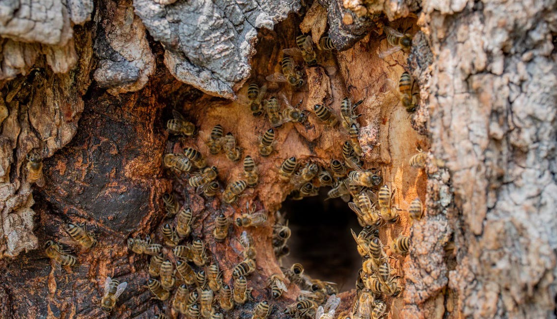 Abeilles mellifères en liberté 