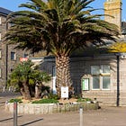73. PZ Palm