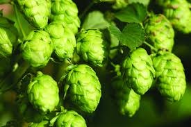 Five things everyone should know about . . . Hops – Grow