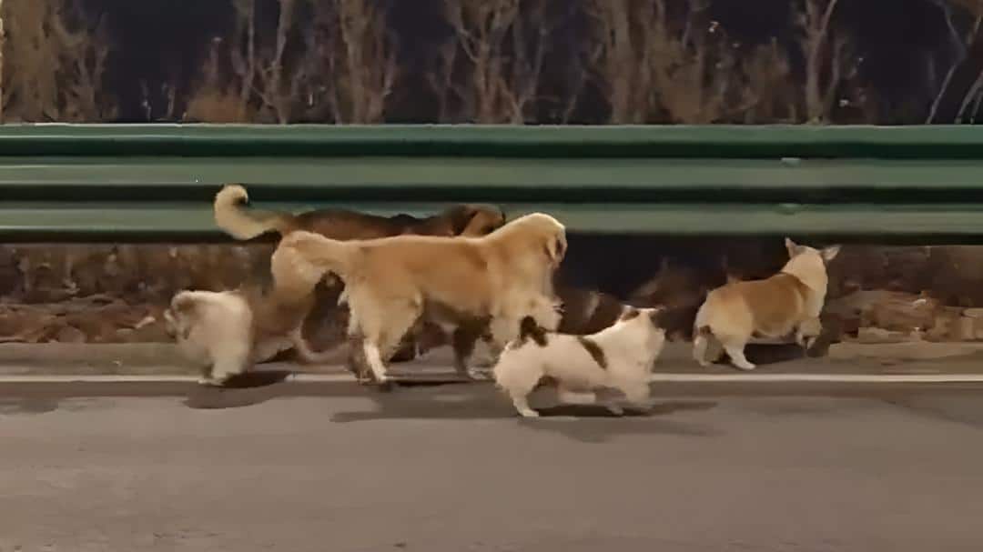 Seven dogs walking
