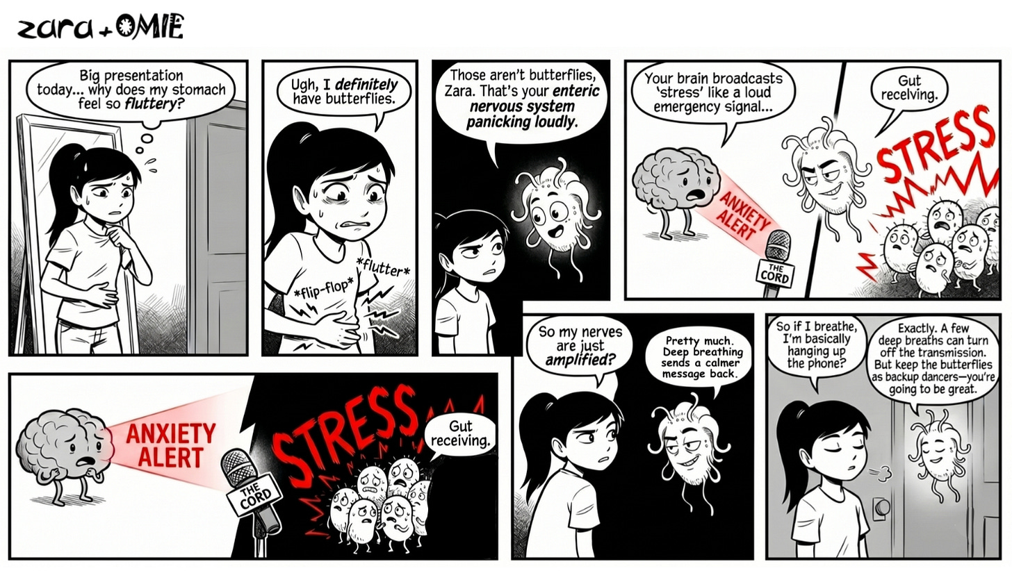 Zara learns why stress can cause butterflies in the stomach before a presentation.