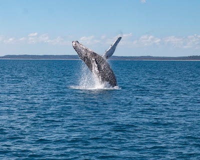 A whale jumping out of the water

AI-generated content may be incorrect.