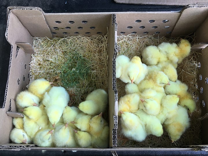 hicks on dock at USPO, brooder setup, chicks installation