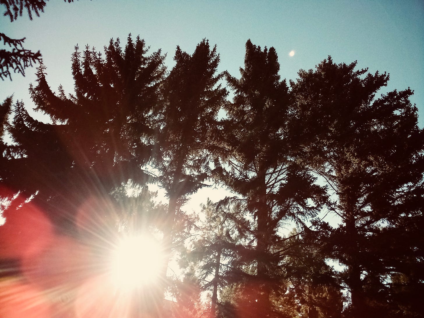 Sun flare through evergreens
