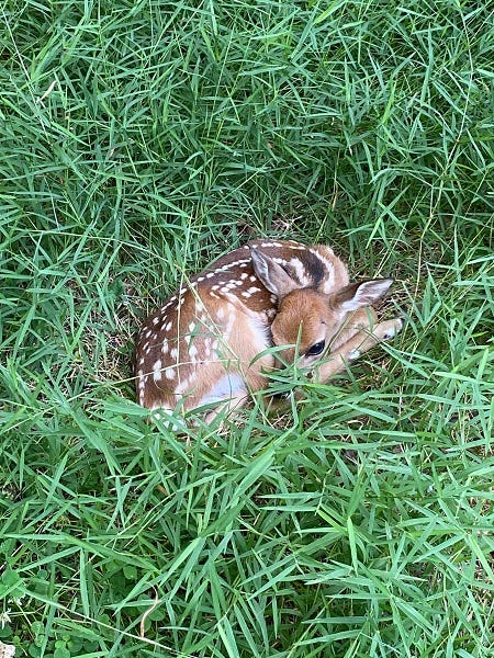 fawn curled up in grass