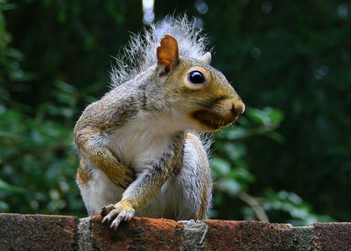 Angry squirrel Angry squirrel