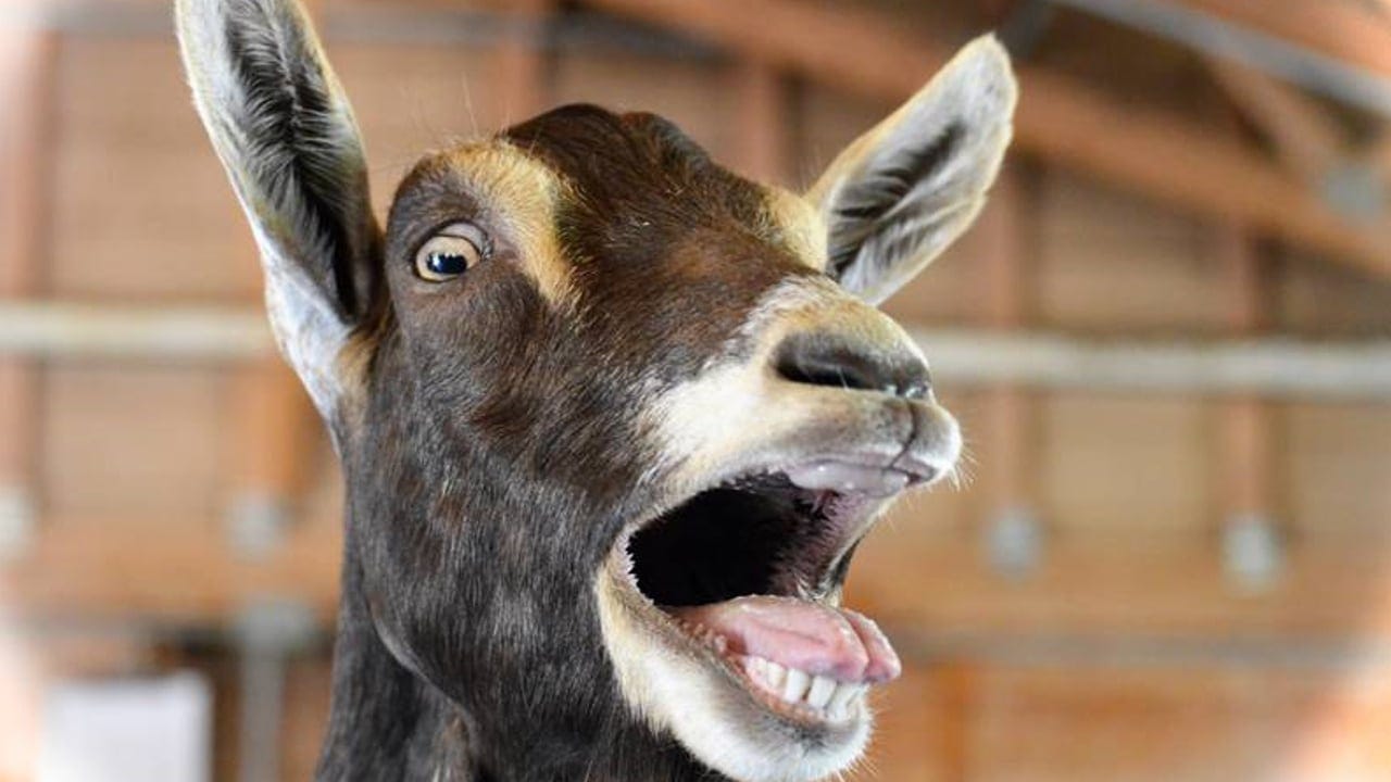 On the bleat: Oklahoma police officers mistake goat's cries for 'damsel in  distress' – WSOC TV