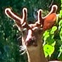 Doug Nicola's avatar