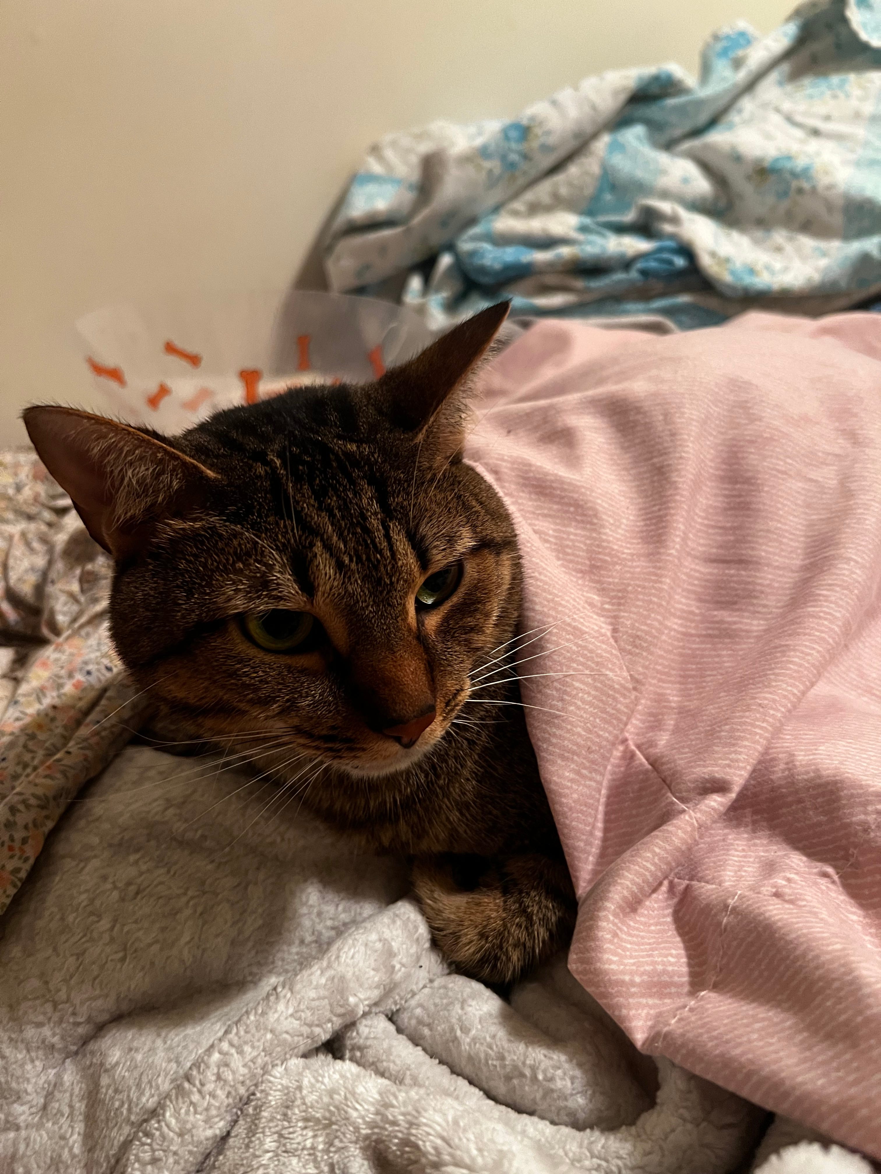 Beabadoobyy’s Substack