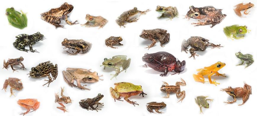 replica frogs of various colors