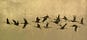 𓂆سَنَا