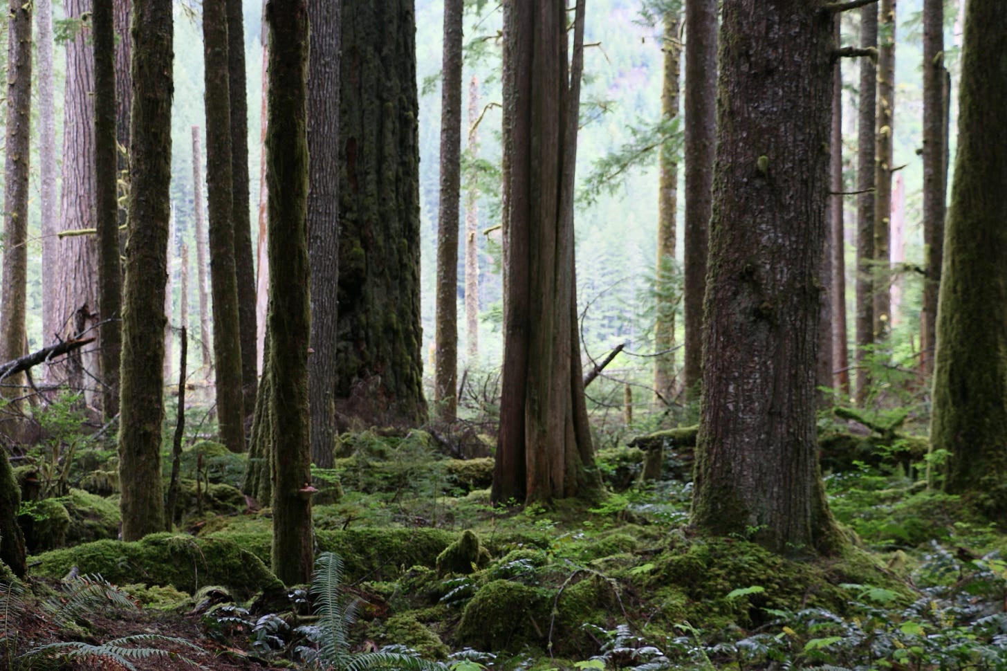 forest with fog