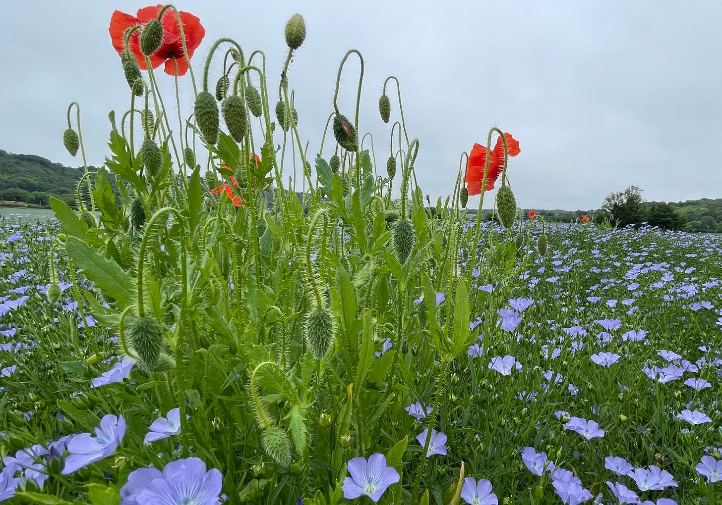 A field of blue flax contrasts with red poppies