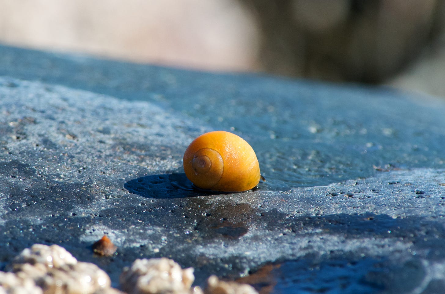 A bright yellow Smooth Periwinkle scares a granite boulder for algae on a sunny day.