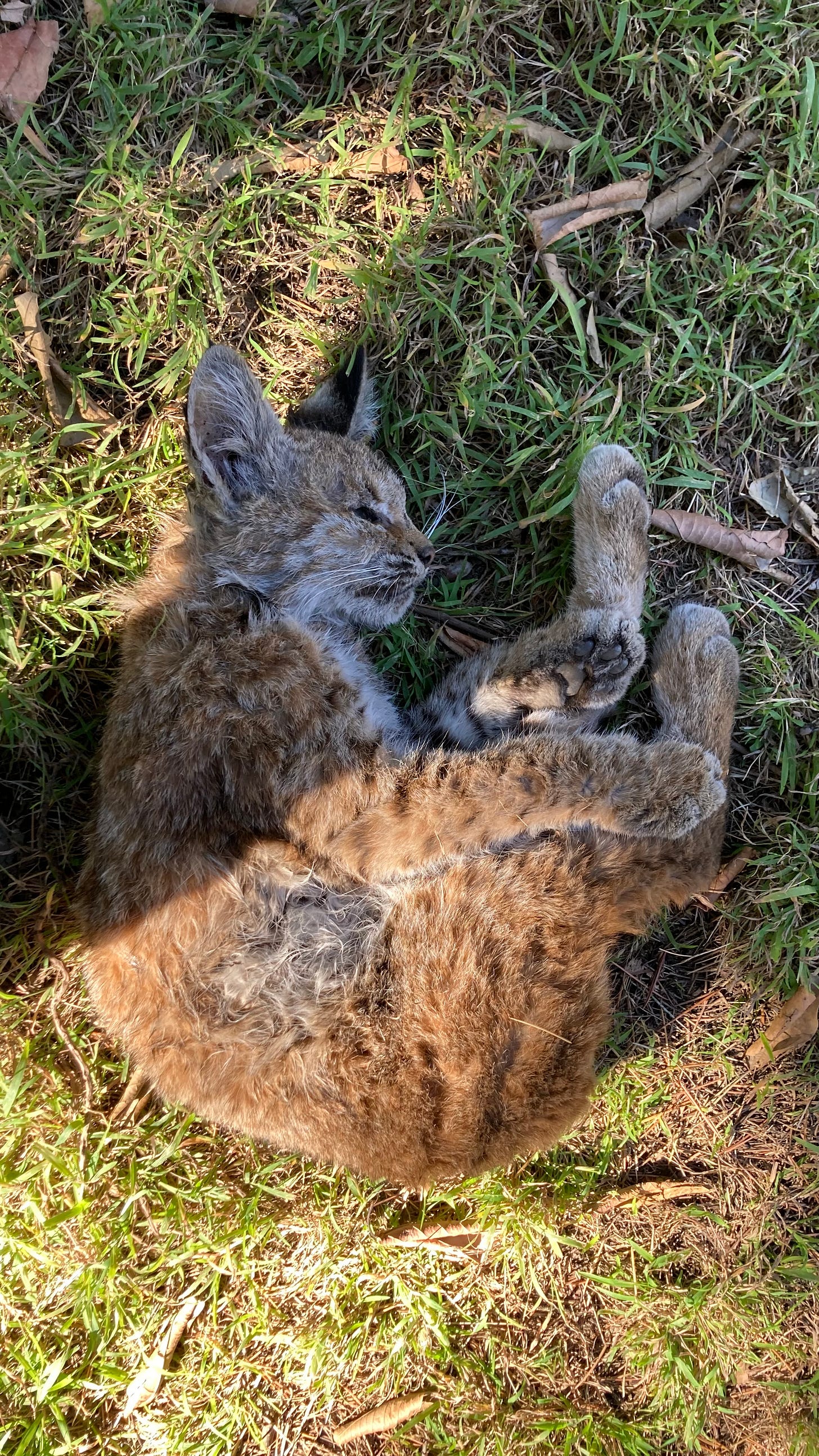bobcat