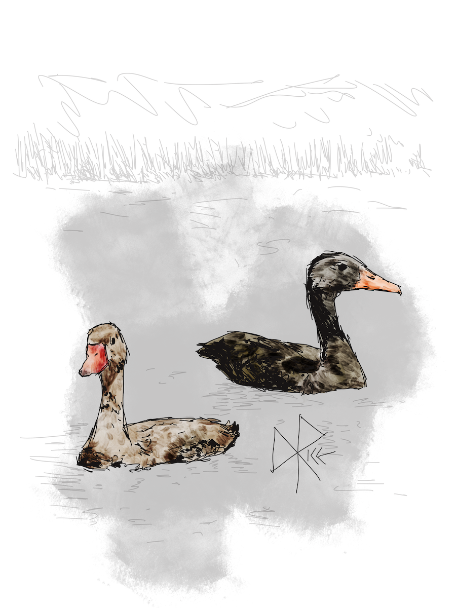 Two black-bellied whistling ducks on the surface of a pond. Sketch art by Don Rice. Two black-bellied whistling ducks on the surface of a pond. Sketch art by Don Rice.