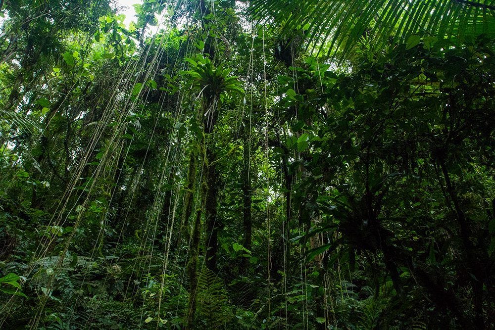 Para se conhecer antes de morrer: as cavernas, cachoeiras e mata fechada do  Petar – PapodeHomem
