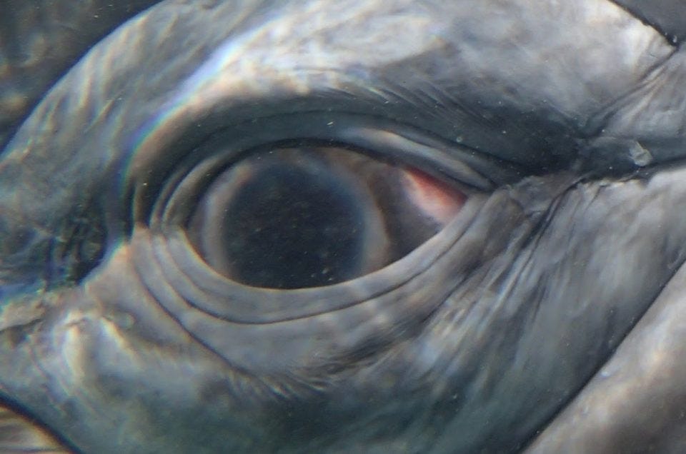 Encounter with the Eye of a Gray Whale in the Lagoons of Baja – Blue Water  Ventures