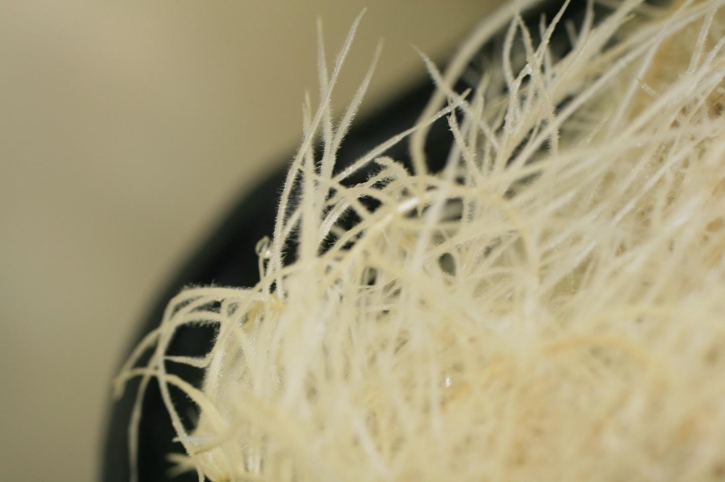 C:\Users\Everly\Desktop\TreeFrog-Root-Fuzz.jpg C:\Users\Everly\Desktop\TreeFrog-Root-Fuzz.jpg