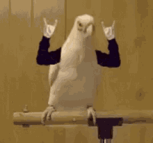 Party Parrot GIFs | Tenor Party Parrot GIFs | Tenor
