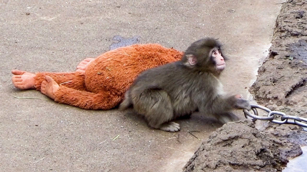 Cele|bitchy | Panchi-Kun, the lonely baby monkey in a Japanese zoo, is  winning hearts