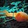 Glad of the Gourd
