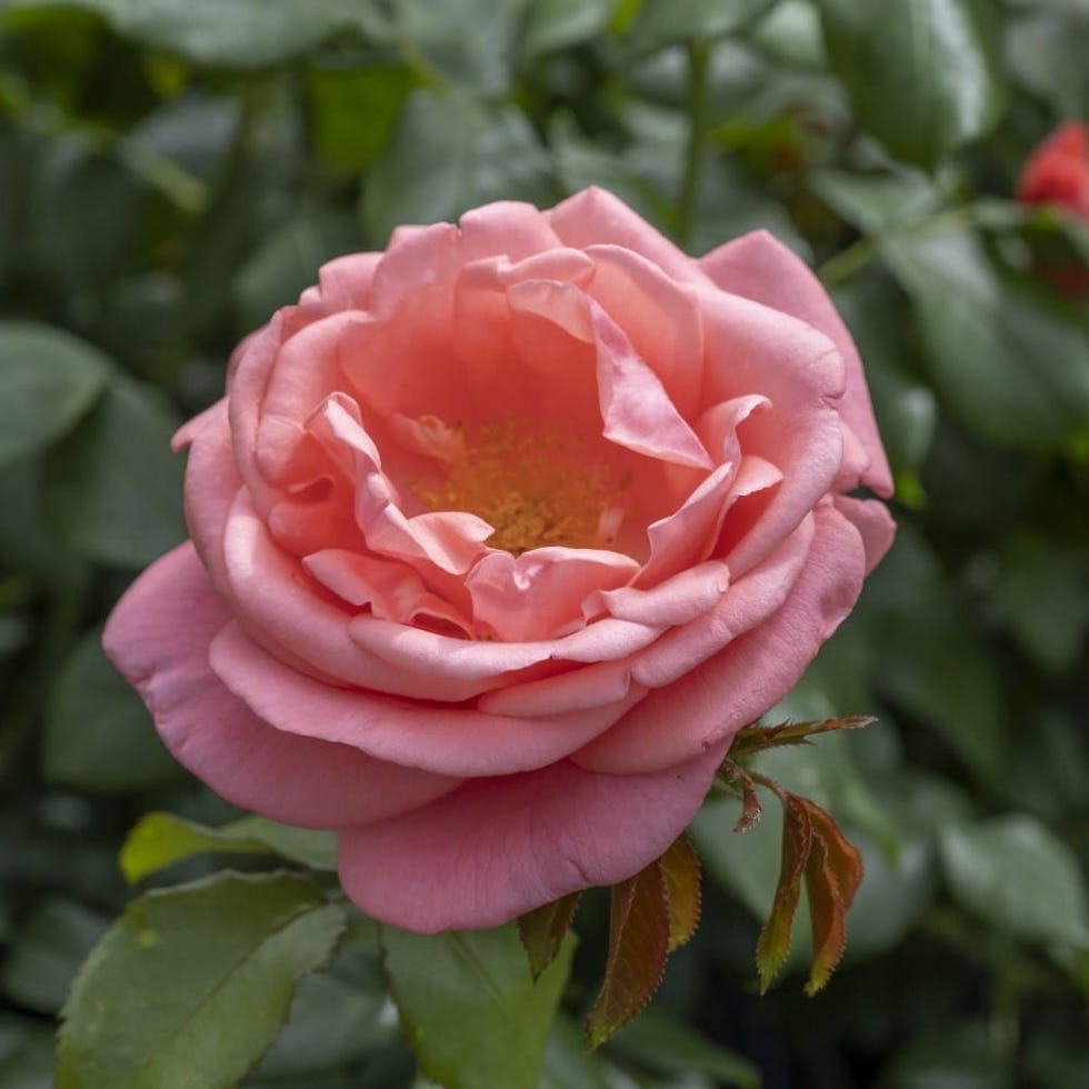 pink rose blossom in a garden setting