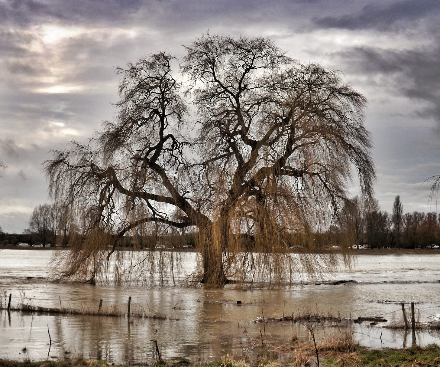 A large willow tree with bare, drooping branches stands in a flooded field. The water surrounds its trunk, and a cloudy sky looms overhead, casting a moody atmosphere.
