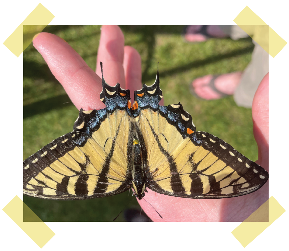 Tiger Swallowtail Butterfly