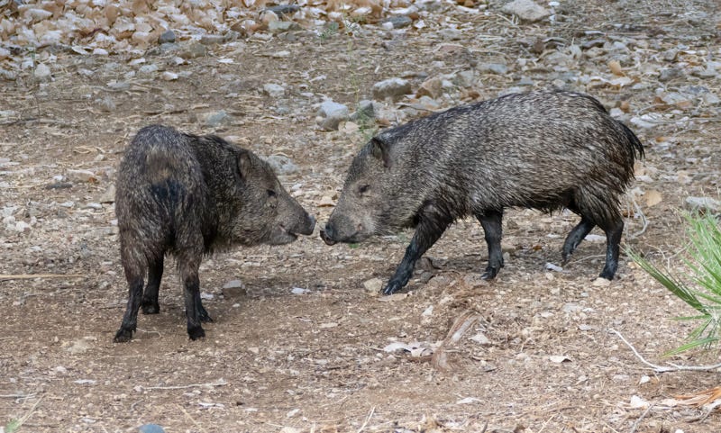 20250915-sgc-77-Edit 2.jpg 20250915-sgc-77-Edit 2.jpg