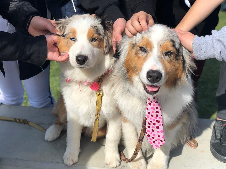 a black dog and two multi-colored dogs interact with kids