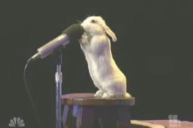 This may contain: a white rabbit sitting on top of a wooden stool next to a microphone in front of a black background