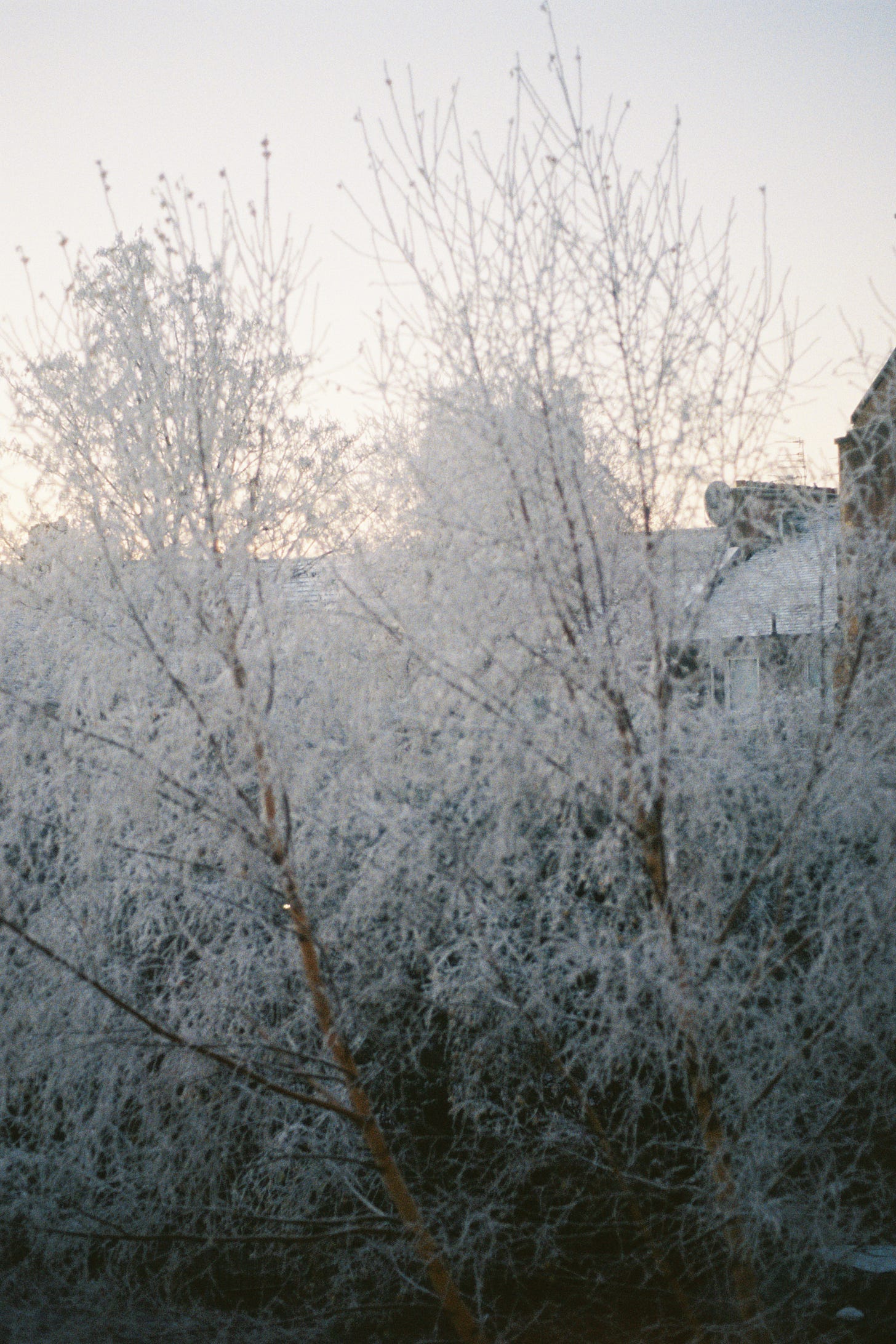 Two trees covered in white frost against a pale winter sky