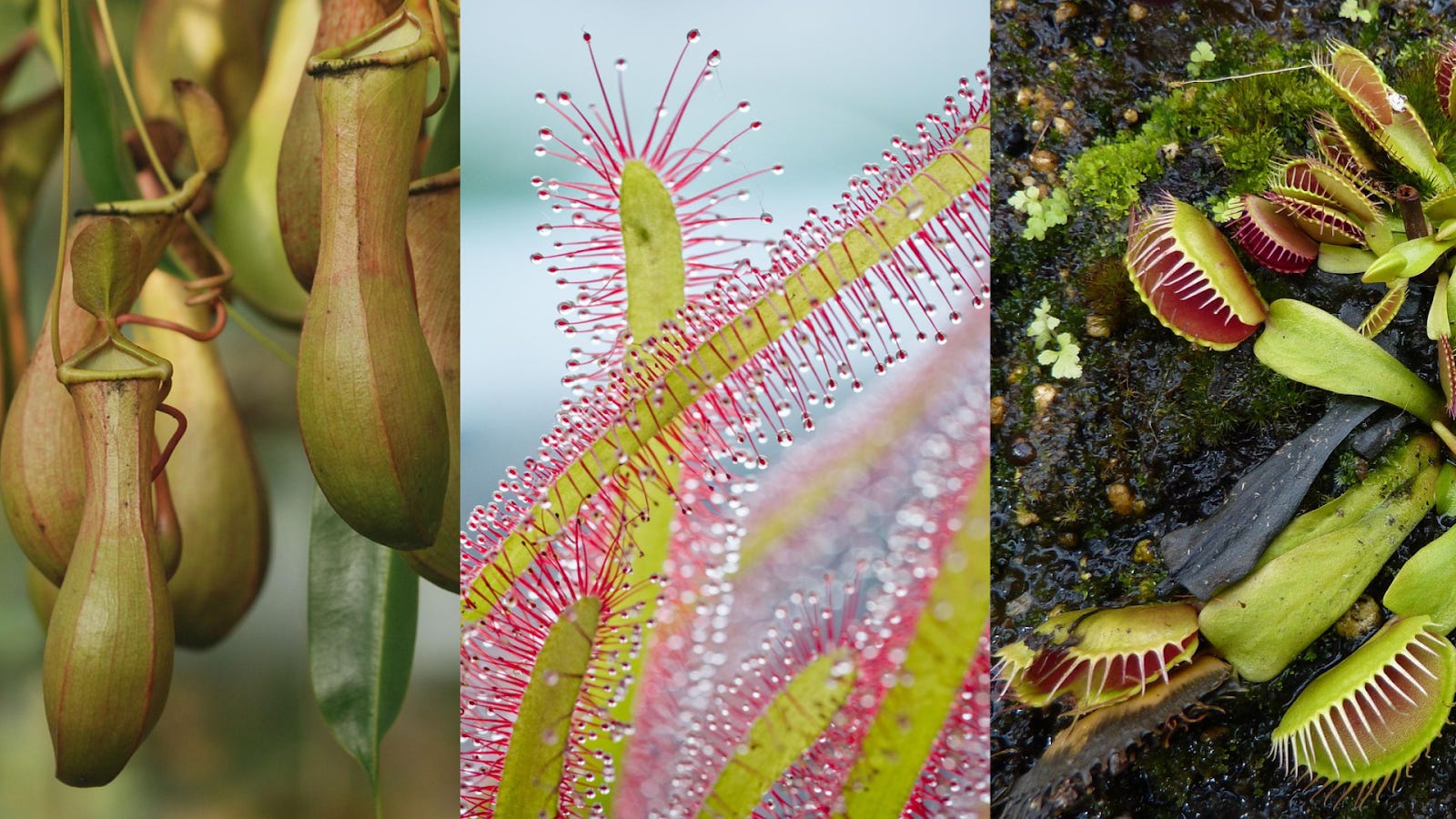 The Alien World of Plants - by Graham Lau