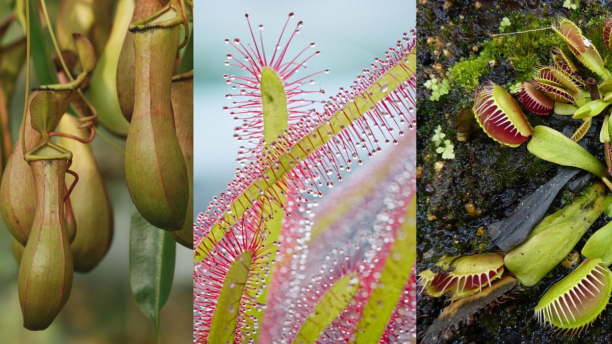 The Alien World of Plants - by Graham Lau